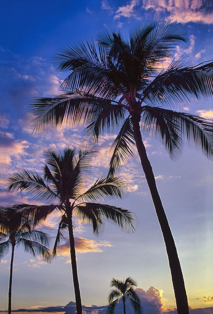 #4099 Palm Trees Silhouetted against the Late Afternoon Sky