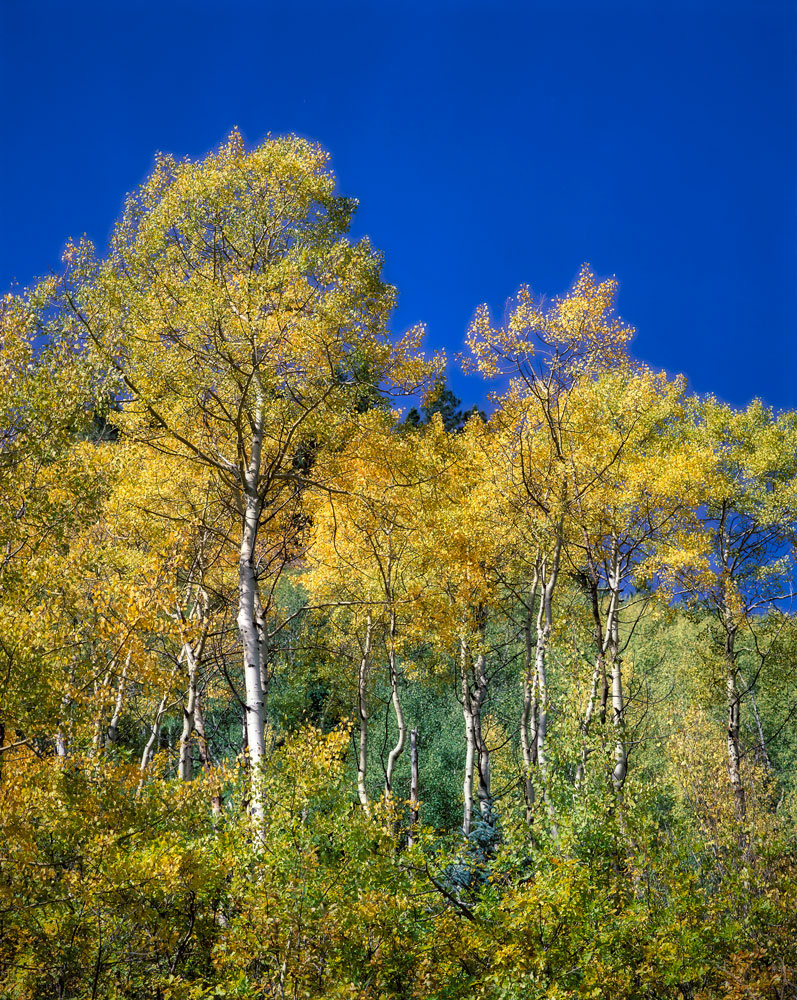 #1402A Aspen Trees in Autumn