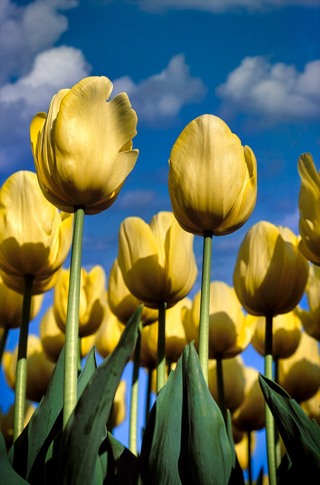 #2432 Yellow Tulips at Keukenhof Gardens