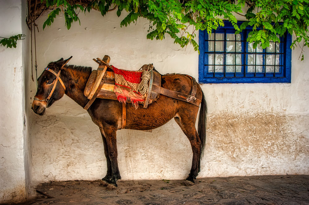 #2978 Horse Waiting for Its Next Task on the Island of Hydra