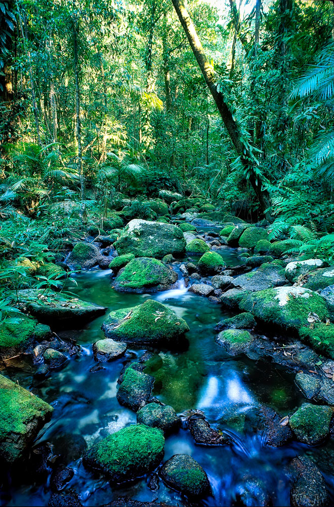 #2724 Mossman Gorge in the Daintree Rainforest in Far North Queensland