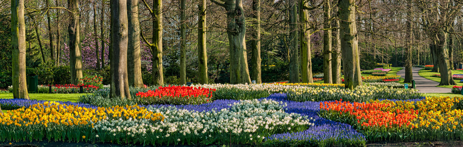 #2457 Flower Displays and Walking Path at Keukenhof Gardens in Holland
