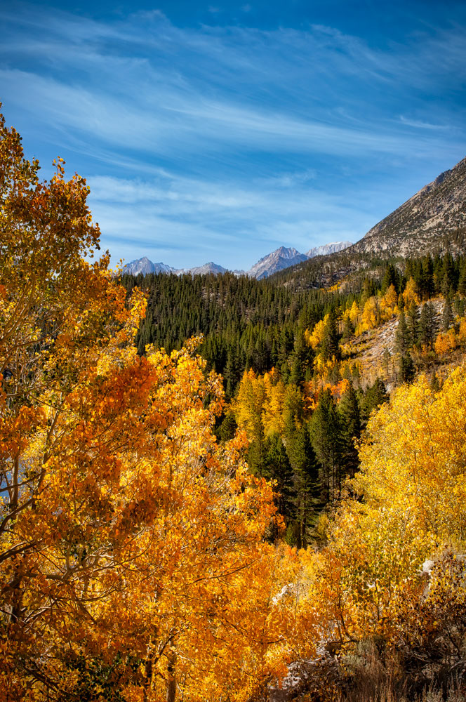 #1150 Autumn Colors in Rock Creek Canyon near Bishop in the Eastern Sierras