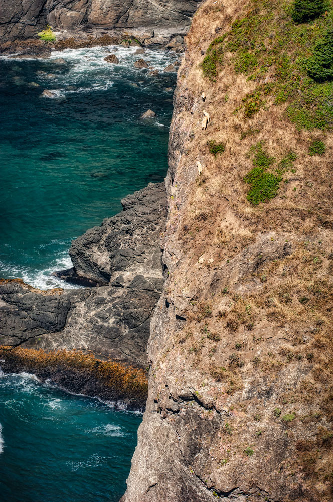#1704 Wild Goats on a Steep Cliff at the Coast of Southwestern Oregon
