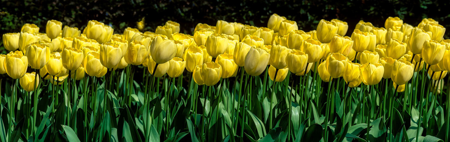 #2453 Yellow Tulips at Keukenhof Gardens