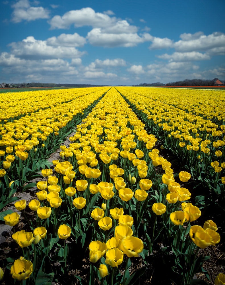 #2460 Tulip Field in Holland