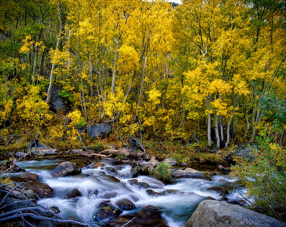 #1130 Aspen Trees, and Creek, in Autumn in Bishop Creek Canyon in the Eastern Sierras