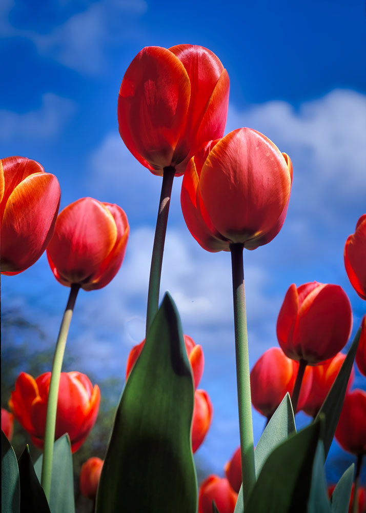#2439 Red Tulips in Holland