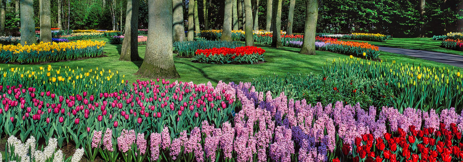 #2451 Flower Displays at Keukenhof Gardens in Holland