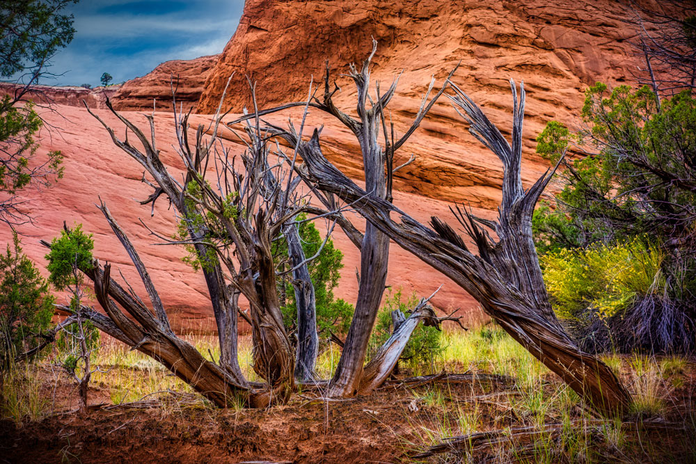 #1523 Weathered Trees in Kodachrome Park