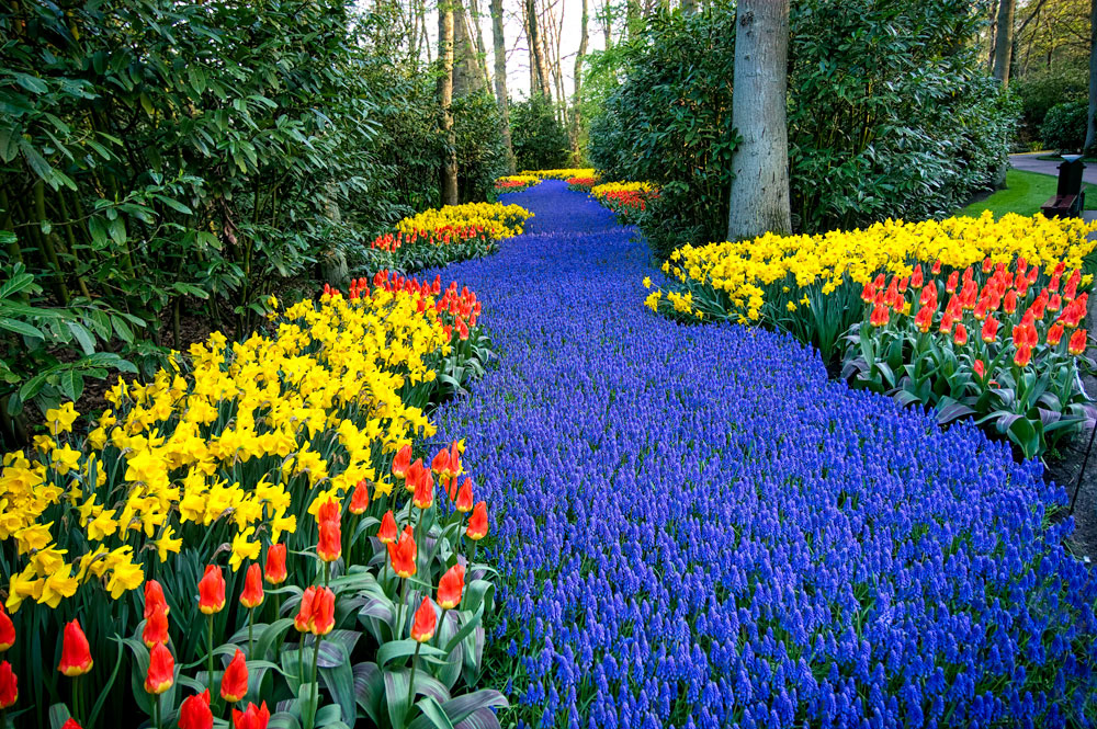 #2428 Keukenhof Gardens