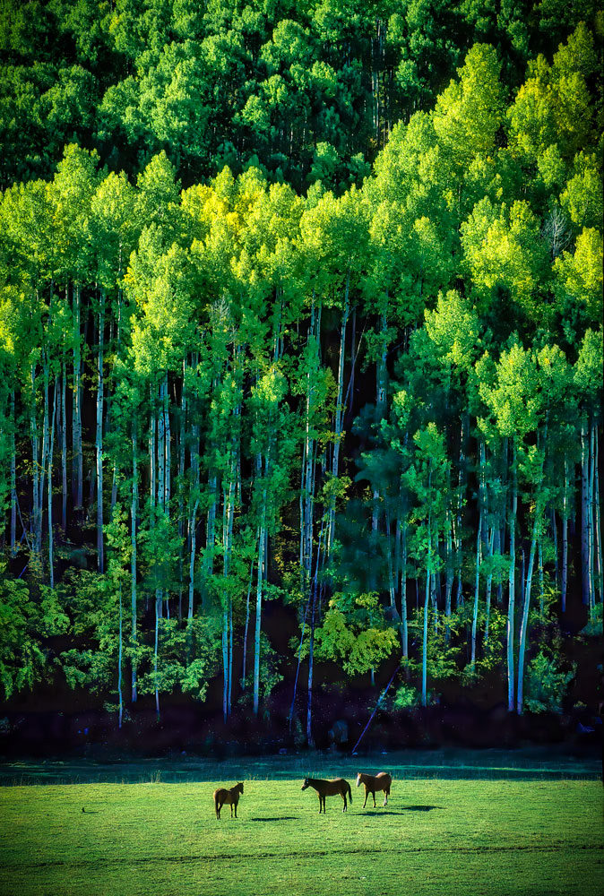 #1404 Three Horses and Aspen Trees in Autumn