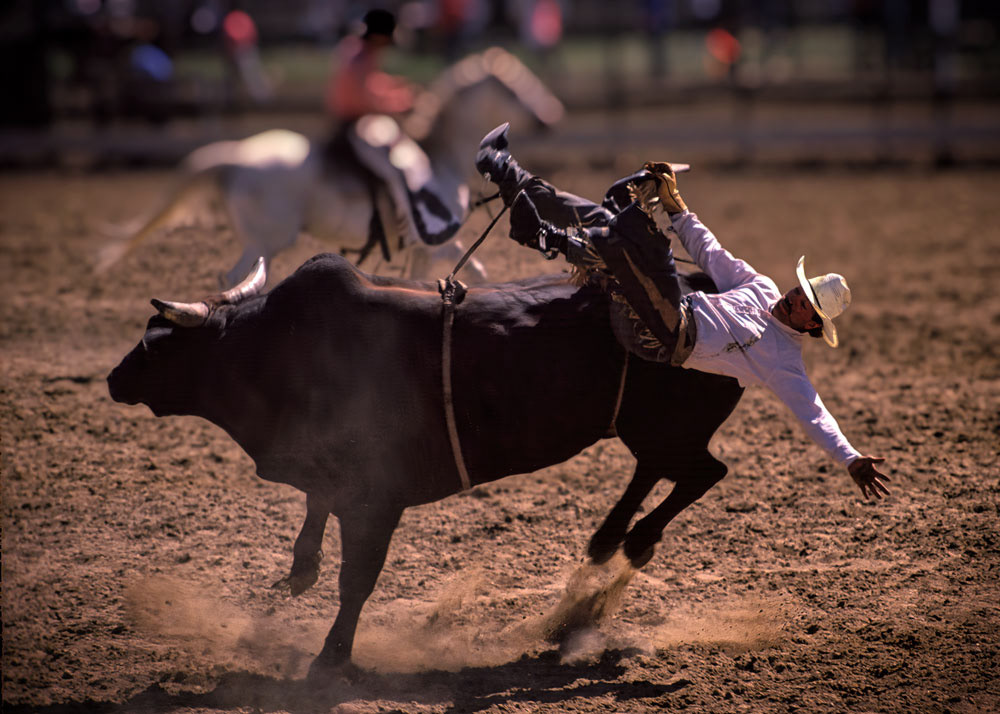 #4381 The Perils of Wild Bull Riding