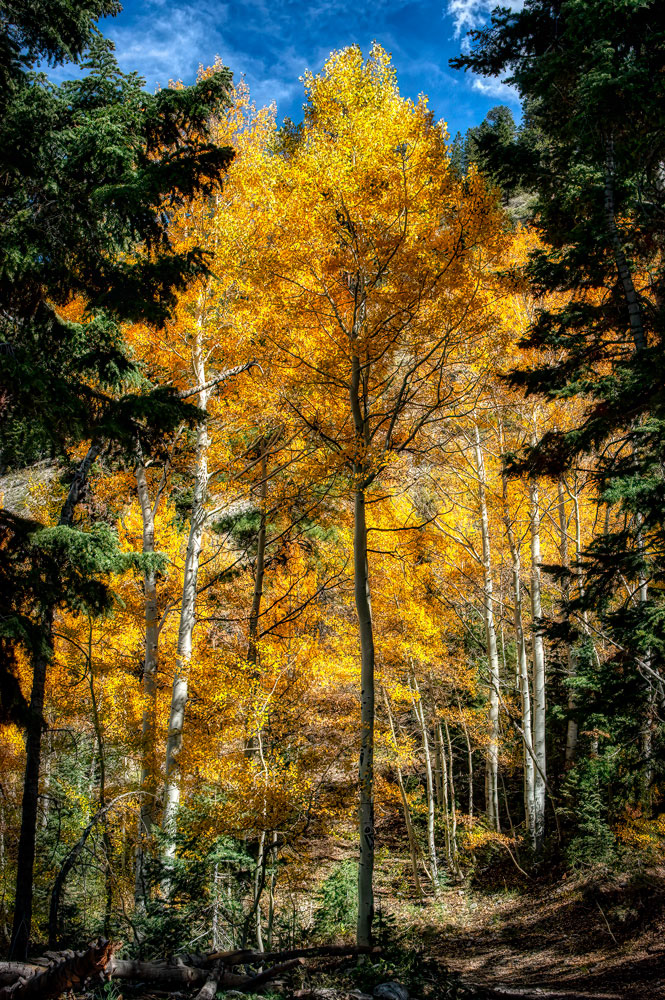 #4317 Aspen Trees in Autumn in the Mt. Charleston area near Las Vegas