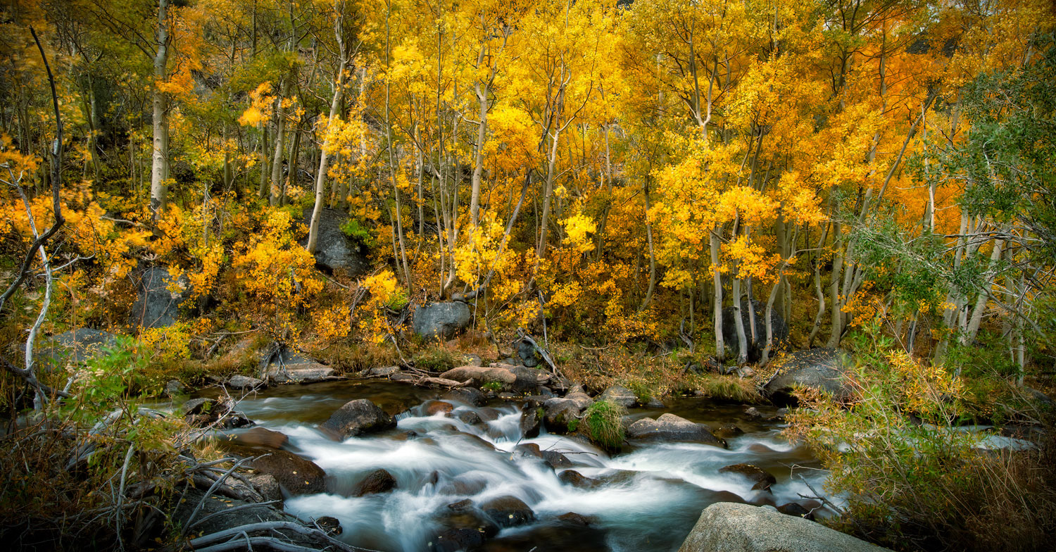 #1131 Aspen Trees, and Creek, in Autumn in Bishop Creek Canyon in the Eastern Sierras