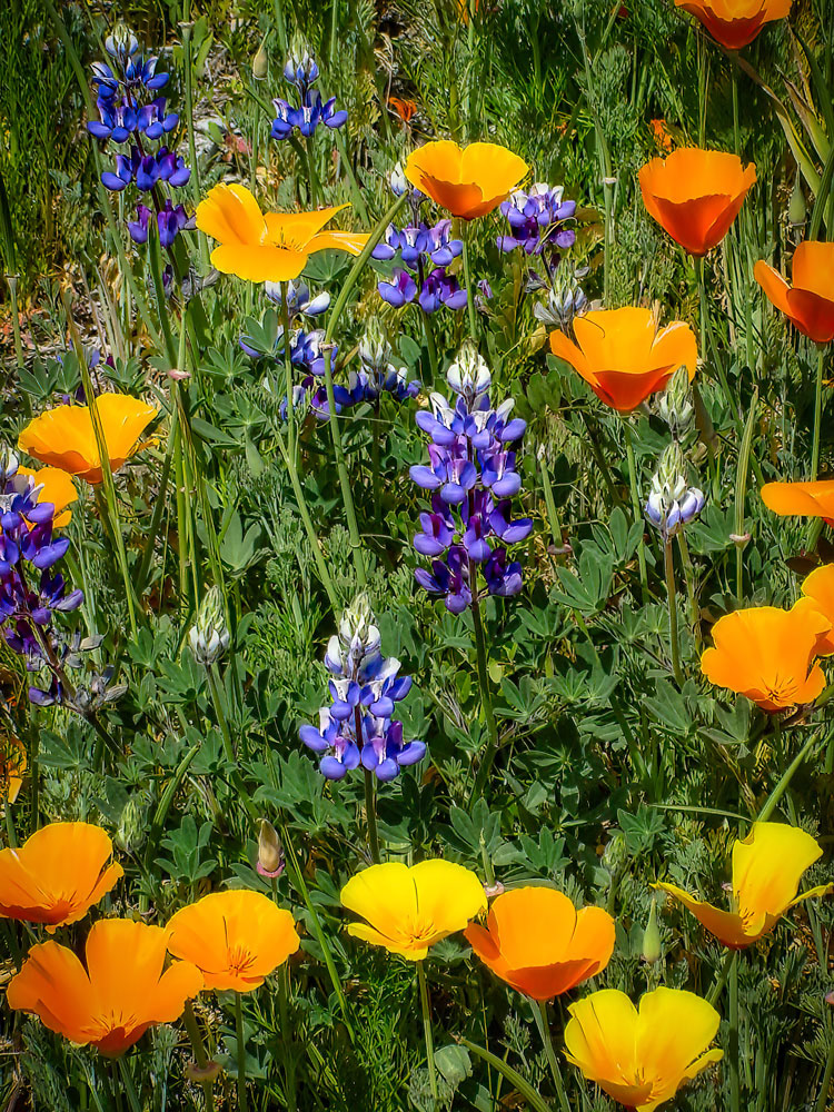 #5403 Golden Poppies and Lupine