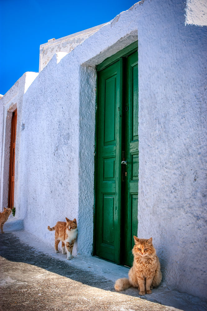 #2939 Three Cats and Green Door in the Village of Pyrgas on the Island of Santorini