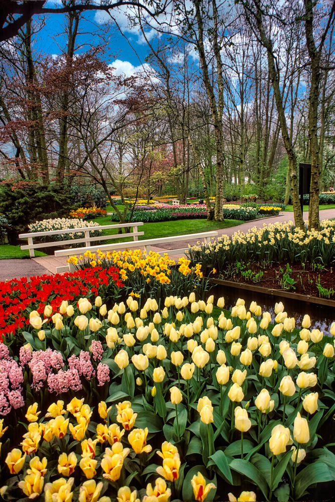#2422 Flower Displays and Walking Path at Keukenhof Gardens