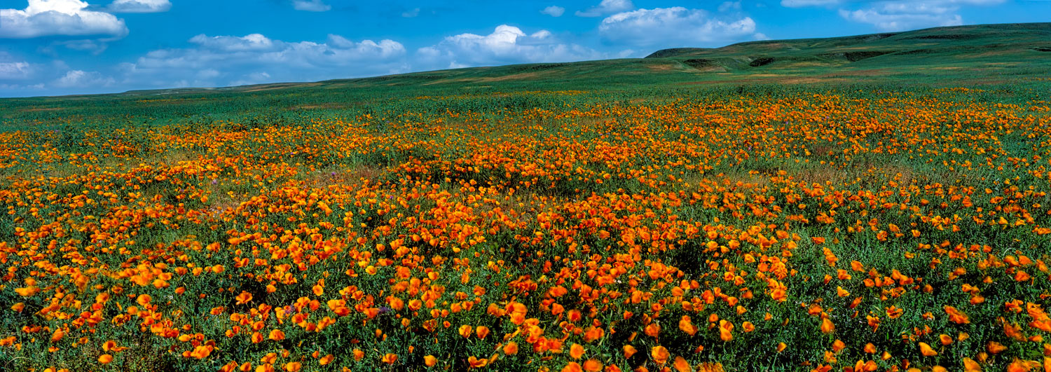 #1118 Field of Golden Poppies in Southern Monterey County, California