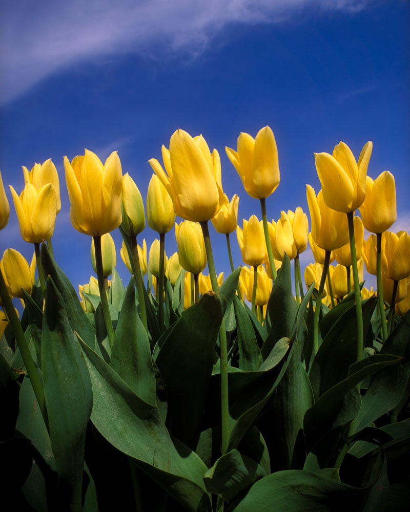 #2465 Tulips Growing in Flower Farm