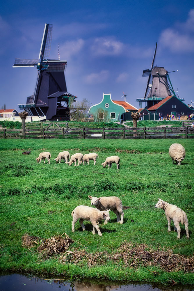 #2410 Sheep and Windmills in Holland