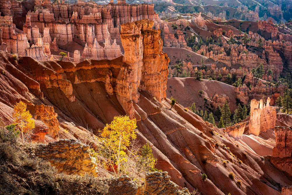 #1446 Small Aspen Trees on the Slopes of Bryce Canyon National Park