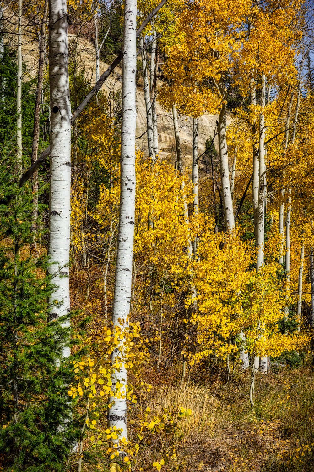 #1531 Aspen Trees in Autumn