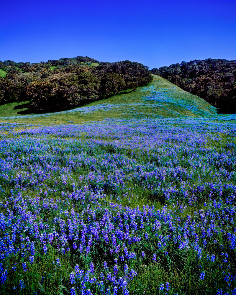 #1116 Field of Lupine in Monterey County