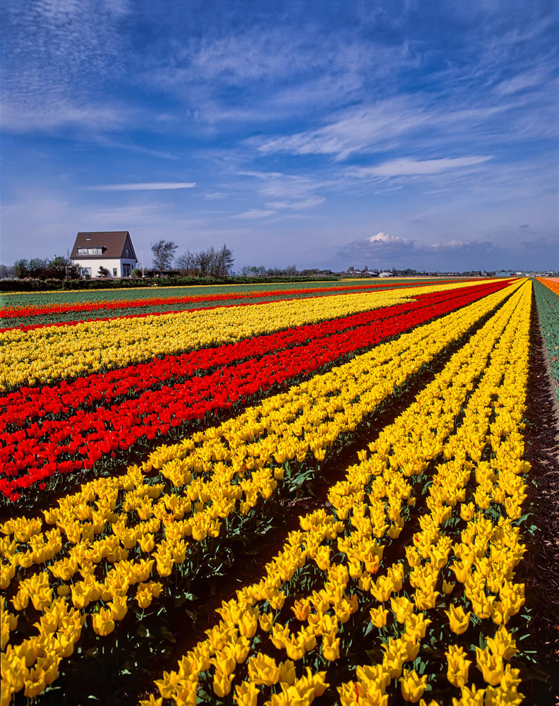 #2461 Flower Farm in Holland
