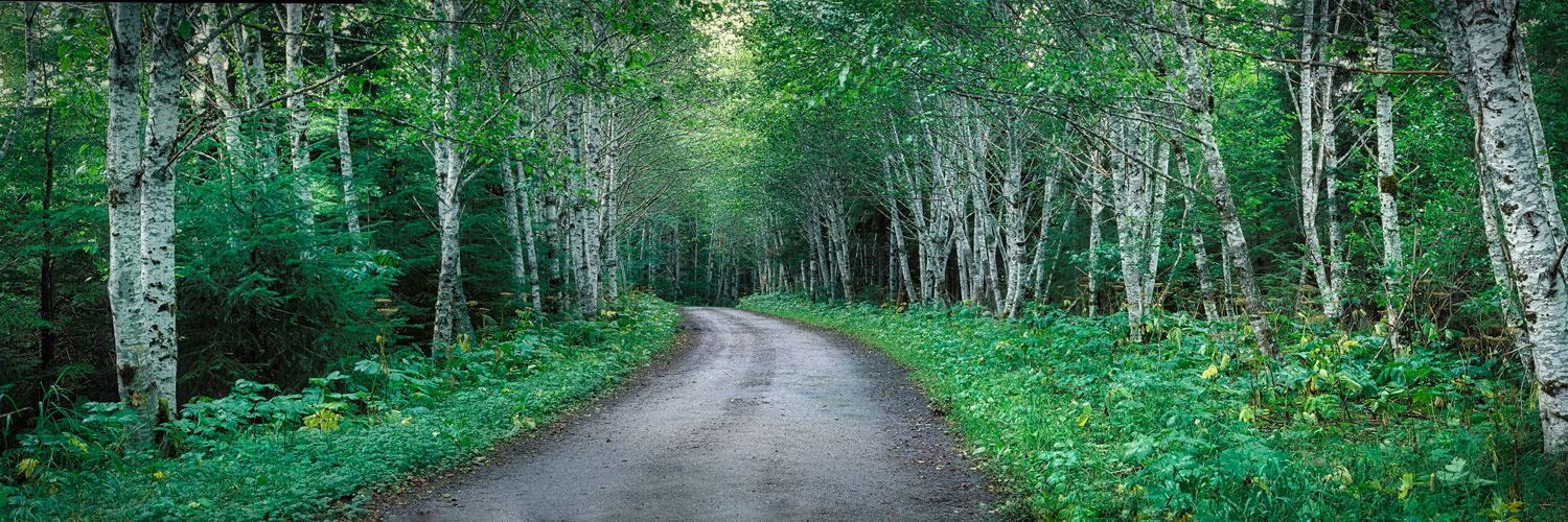#4425 A Road Through a Forest near Juneau, Alaska