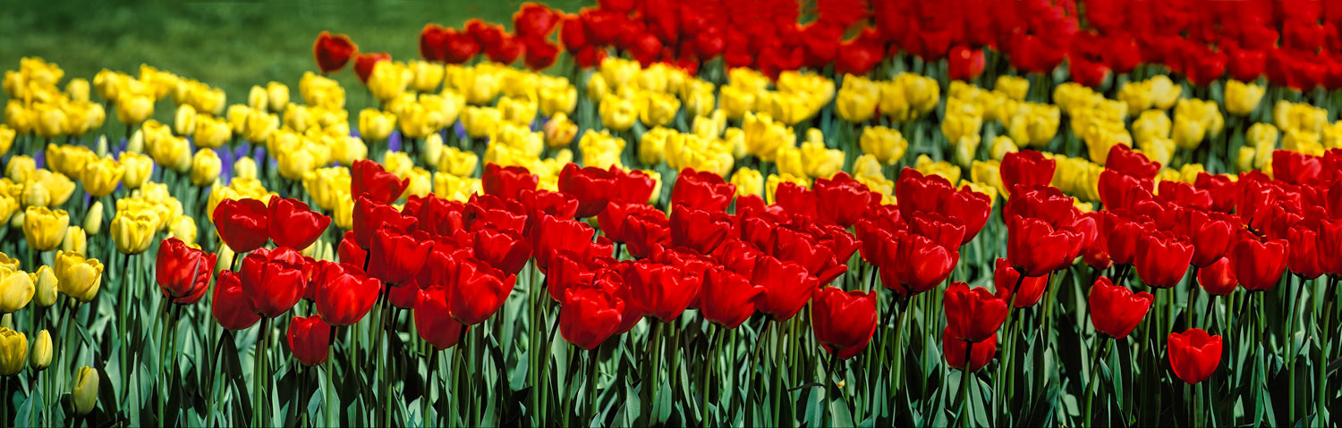 #2452 Red and Yellow Tulips at Keukenhof Gardens