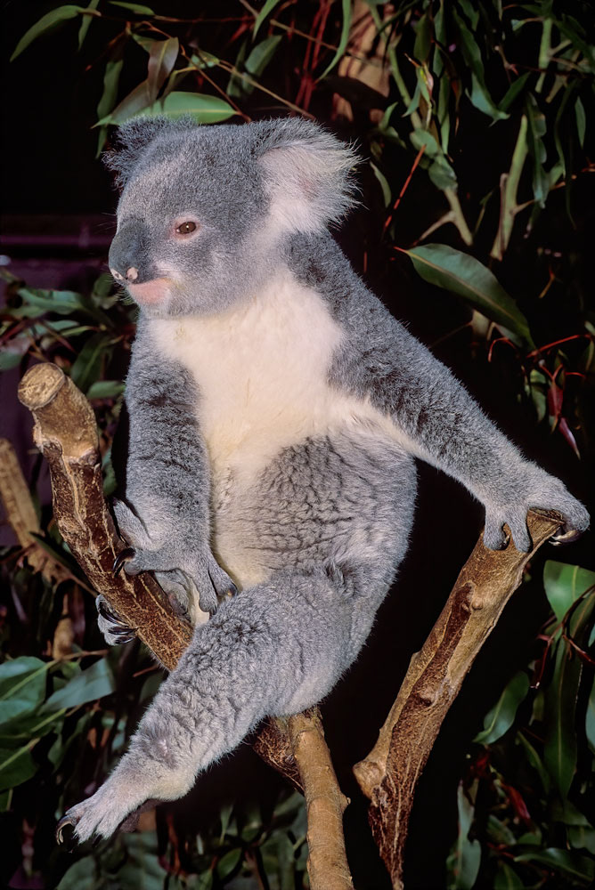 #2711 Koala at the Lone Pine Koala Sanctuary near the city of Brisbane