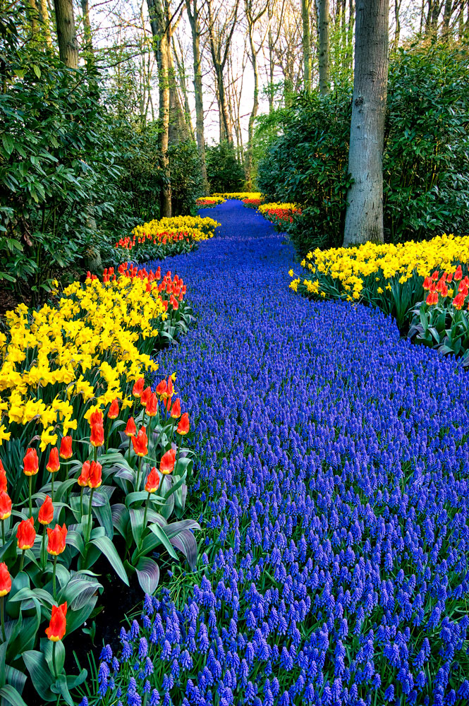 #2427 Keukenhof Gardens