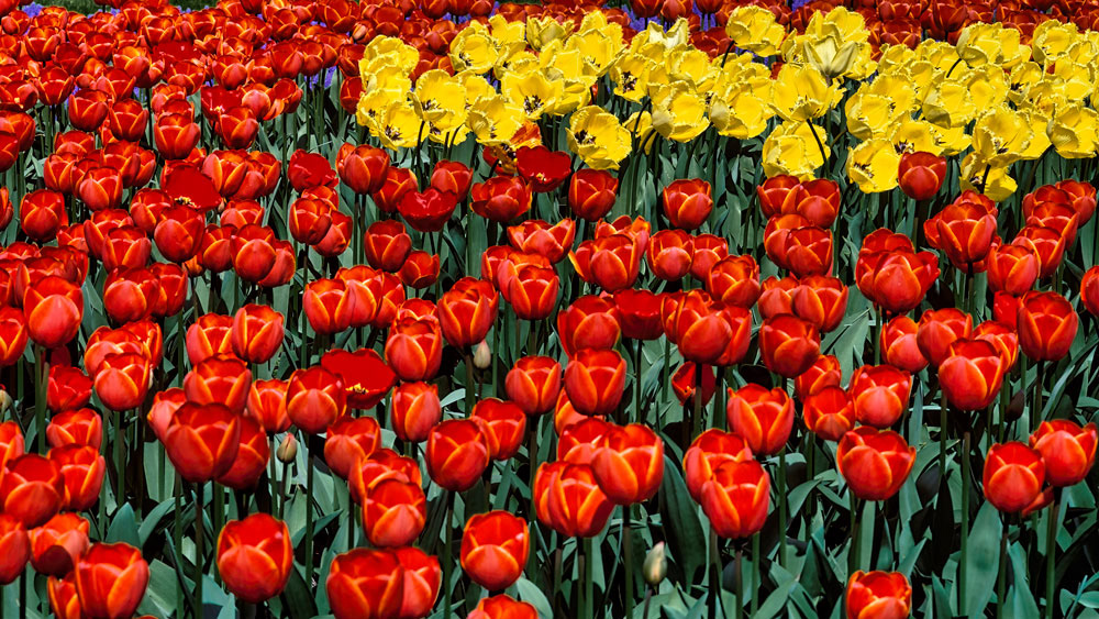 #2435 Flowers at Keukenhof Gardens