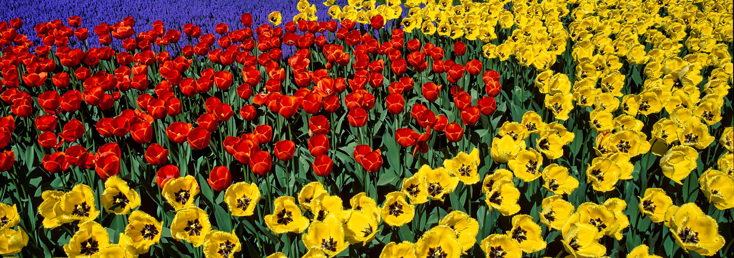#2456 Flower Display at Keukenhof Gardens