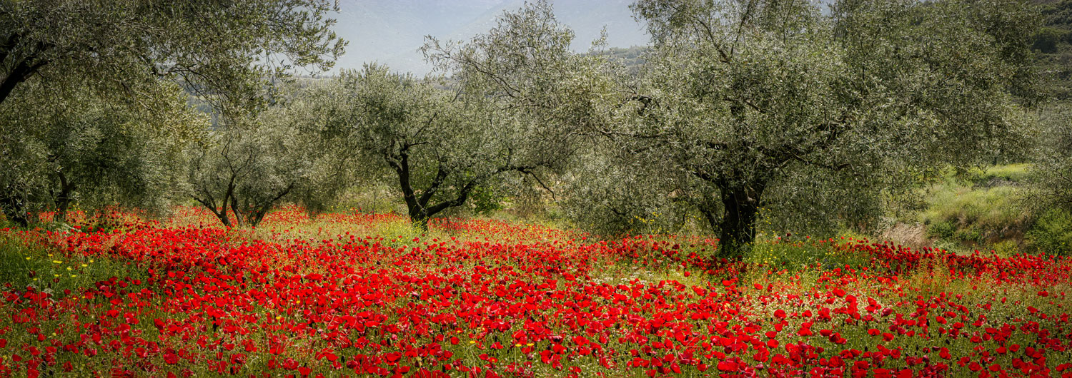 #2857 Field of Red Poppies in the Peloponnese Region of Greece