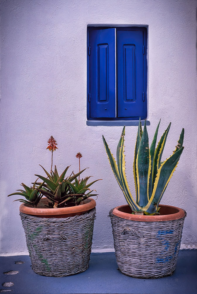 #2916 Blue Shutters and Plants on the Island of Santorini