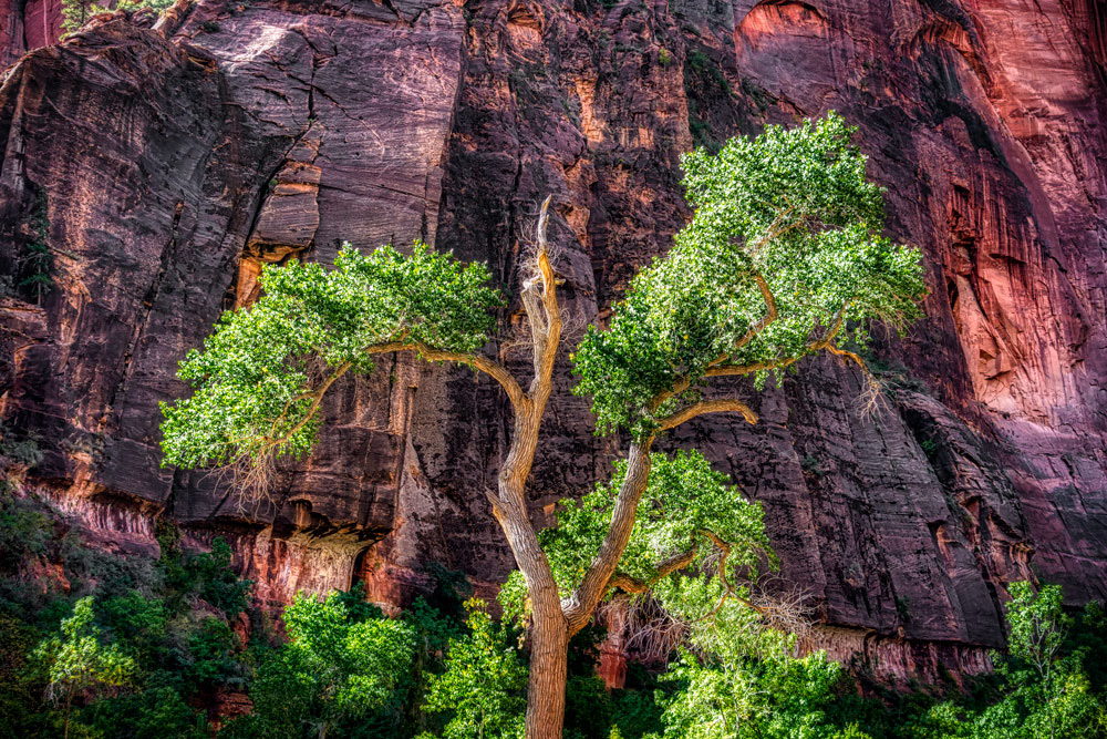 #1504 Weathered Tree Against a Cliff in Zion National Park