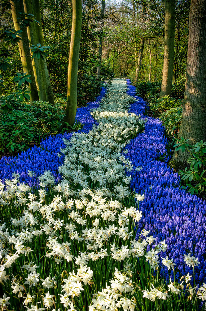 #2426 Keukenhof Gardens