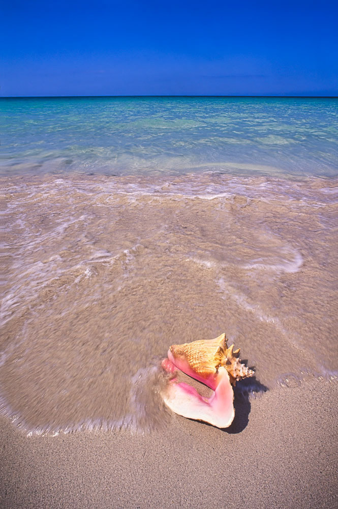 #4085 Conch Shell on Tropical Beach