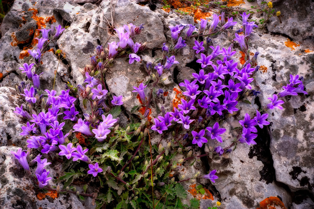 #5416 Wild Flowers Growing on Rocks at Mycenae, Greece