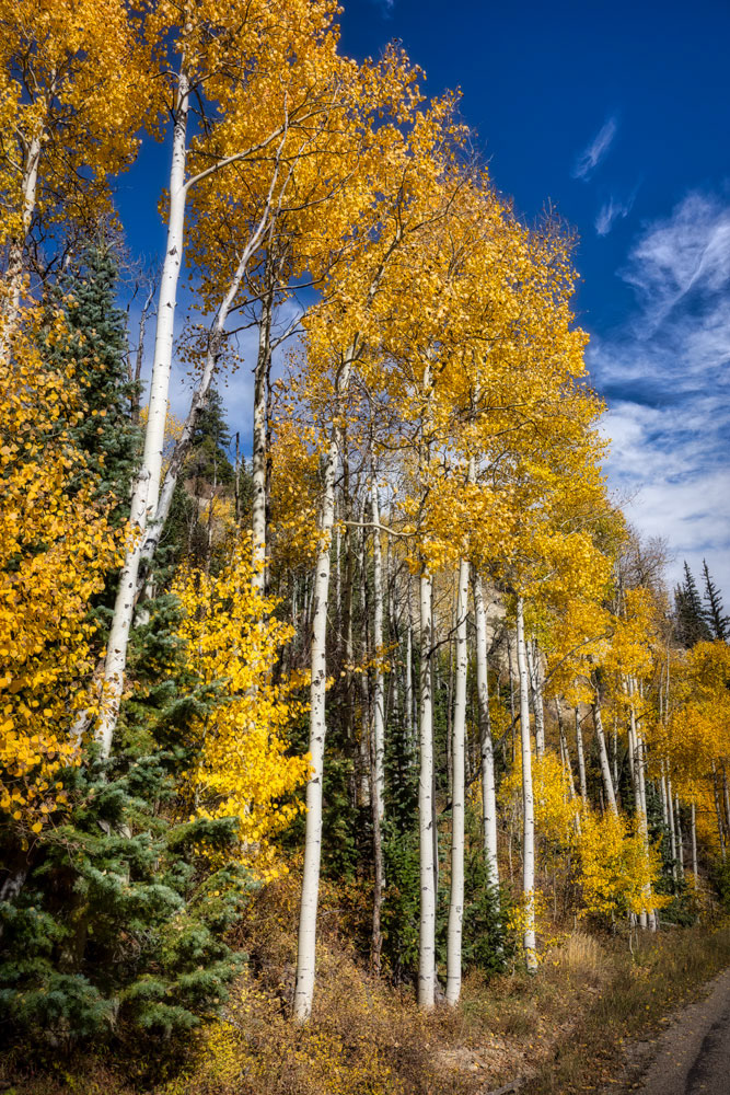 #1533 Aspen Trees in Autumn