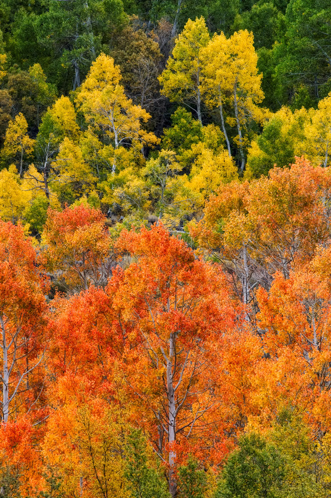 #1144 Autumn Colors in Bishop Creek Canyon in the Eastern Sierras