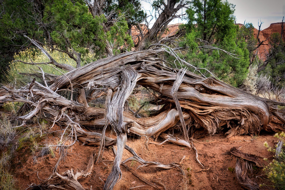 #1520 Twisted Old Tree in Kodachrome Park