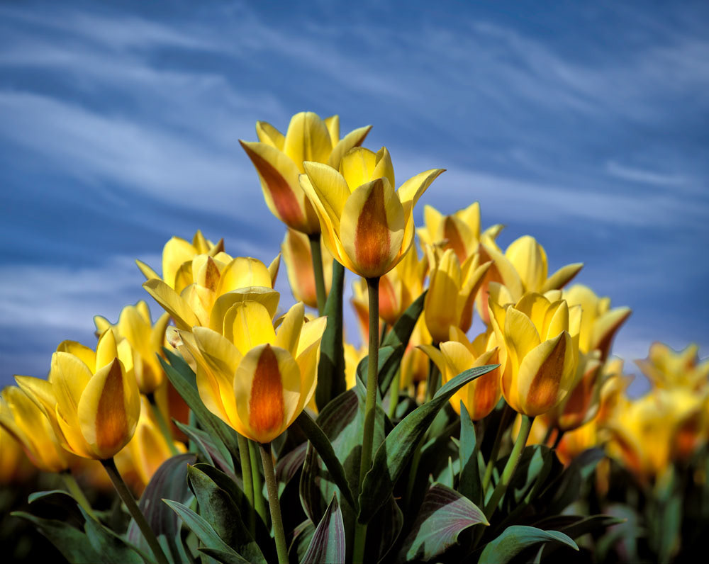 #2463 Tulips Growing in Flower Farm