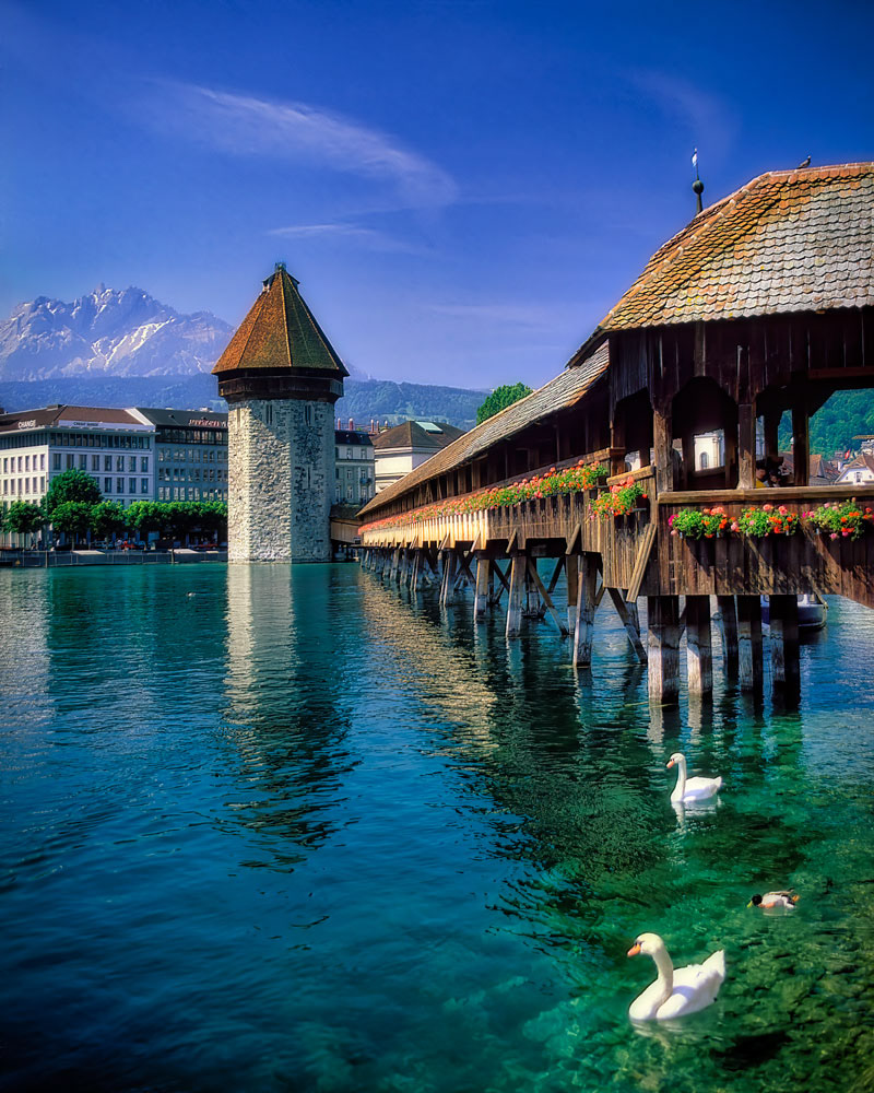 #4001 Swans at the Chapel Bridge and Wasser Turm in the Town of Lucern