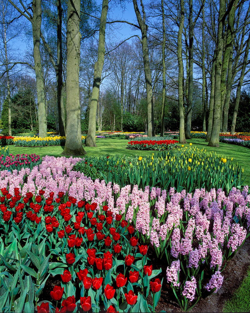 #2421 Keukenhof Gardens