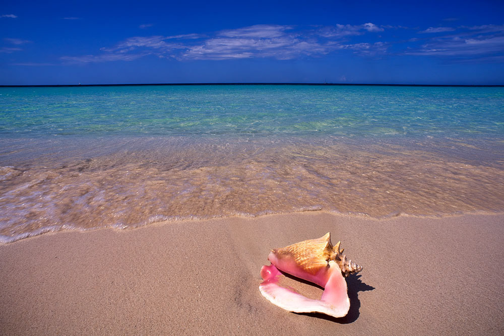 #4086 Conch Shell on Tropical Beach