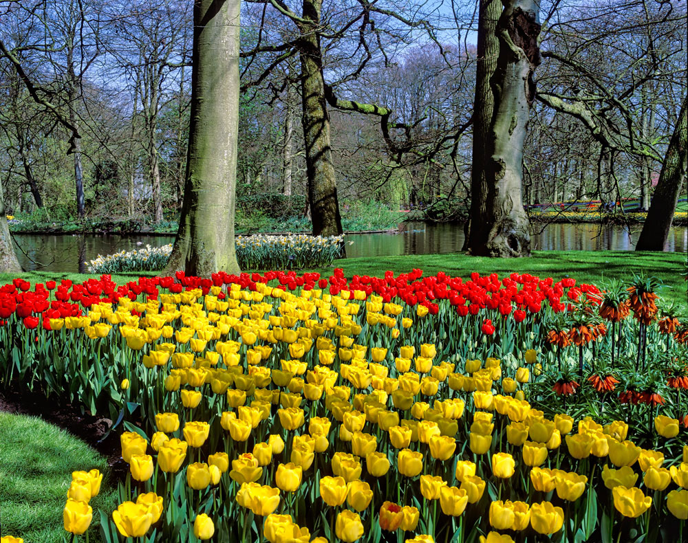 #2420 Flower Displays at Keukenhof Gardens