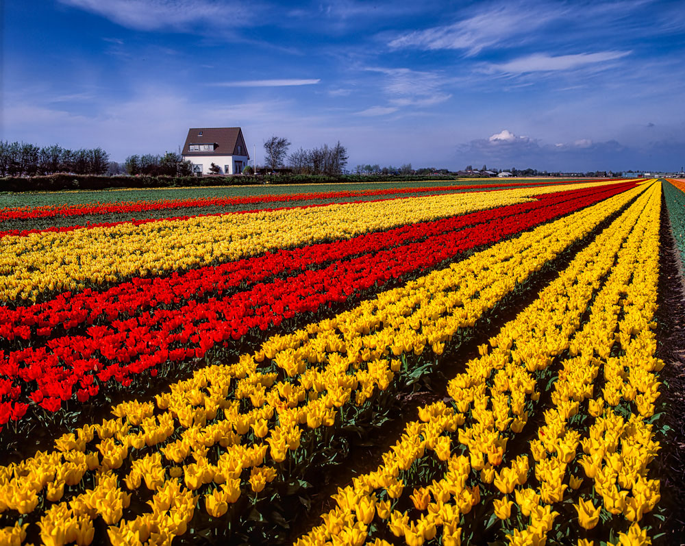 #2462 Flower Farm in Holland